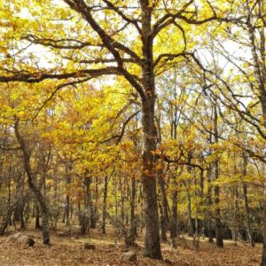 20211114 Bosque Abedules-Cebollera Nueva