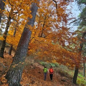 20251116 Risco alto y Hayedo de Abantos (IBP-78)